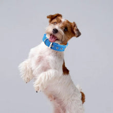 Load image into Gallery viewer, Dog Collars，Nylon，Adjustable Dog Neck Circle，Long-lasting Pet Neck Strap，with Traction Ring，Teddy Keji Pitbull，Pet Supplies
