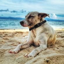 Load image into Gallery viewer, Wireless Cat Collar Camera Outdoor No WiFi Needed Pet Collar Camera With Screen Video Recording Dog Tracker Collar Pet Supplies
