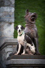 Load image into Gallery viewer, Truelove Pet Dog Collar Nylon Adjustable Webbing Padded Soft Reflective Durable Heavy Duty Training Custom Luxury Cat TLC5011
