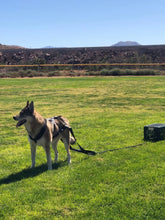Load image into Gallery viewer, Dog pull training leash, dog sled safety belt for large working dogs, and dog sled safety belt for behavior training.
