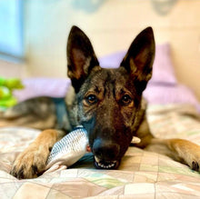 Load image into Gallery viewer, Copy of Floppy Fish Dog Toy
