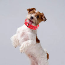 Load image into Gallery viewer, Dog Collars，Nylon，Adjustable Dog Neck Circle，Long-lasting Pet Neck Strap，with Traction Ring，Teddy Keji Pitbull，Pet Supplies
