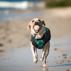 Dog running on beach with DuraChew ball 