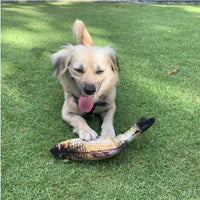 dog with floppy fish dog toy